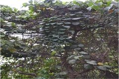 Anamirta cocculus